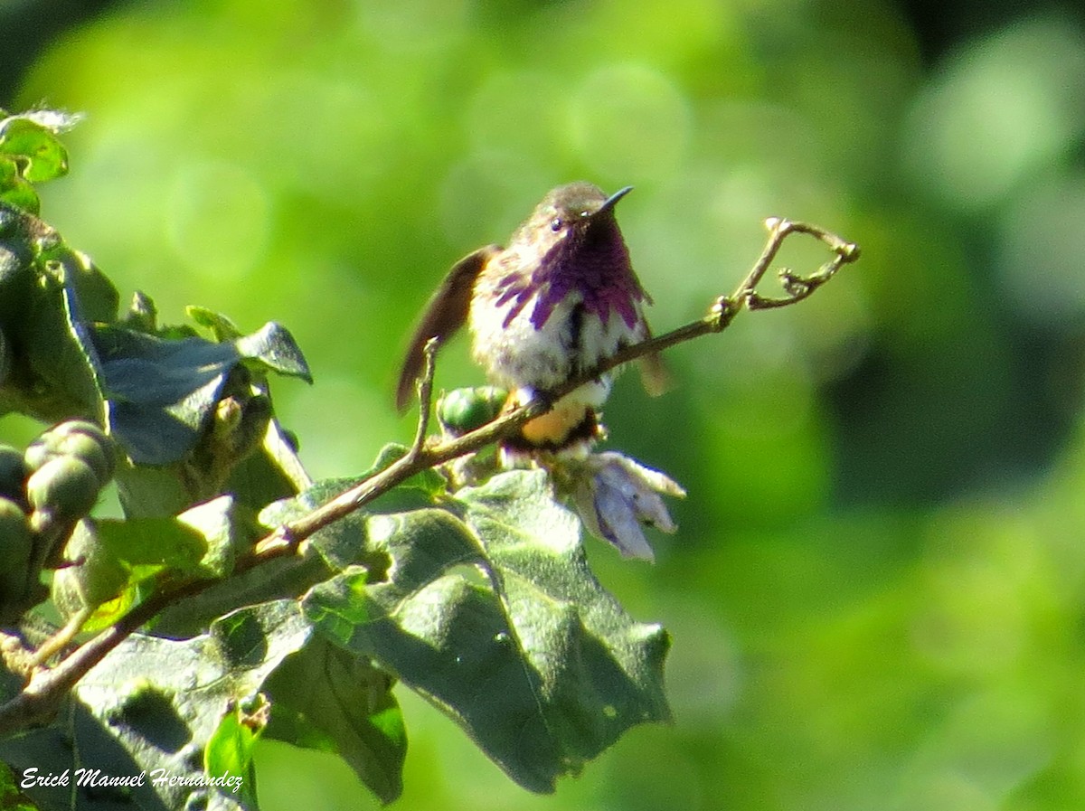 Wine-throated Hummingbird - ML314555221