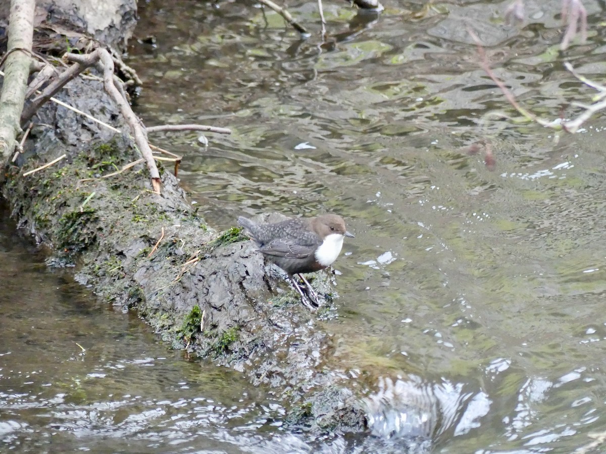 White-throated Dipper - Andrew Bailey