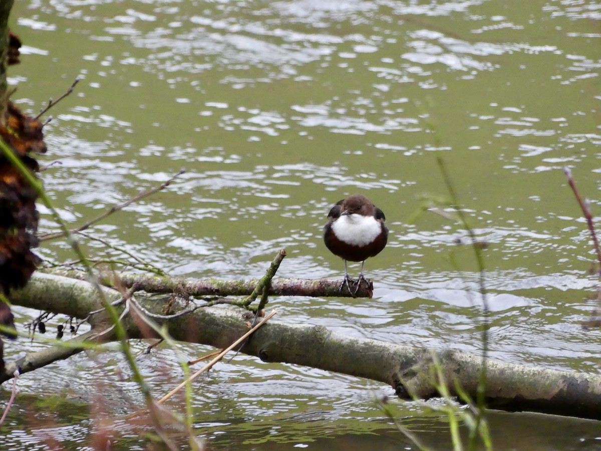 White-throated Dipper - Andrew Bailey