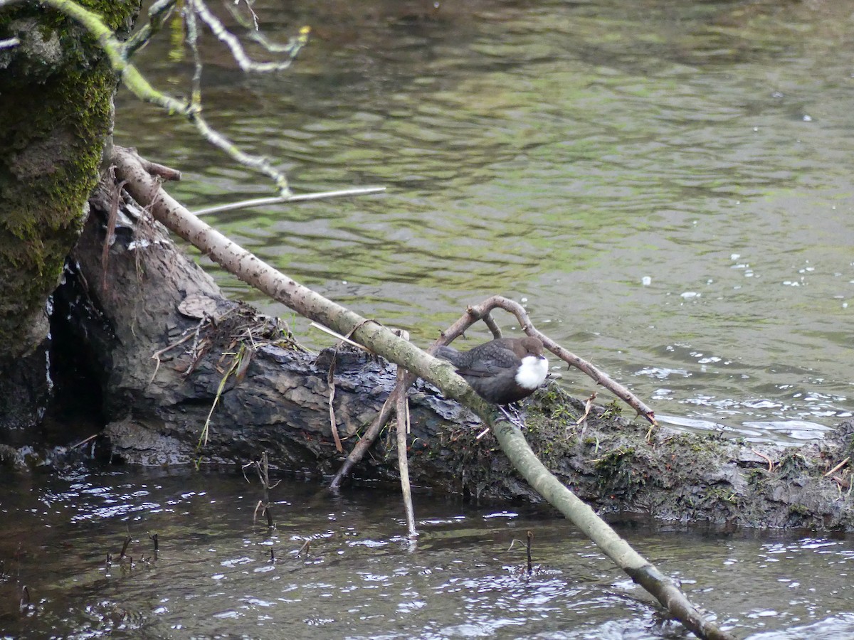 White-throated Dipper - ML314555691