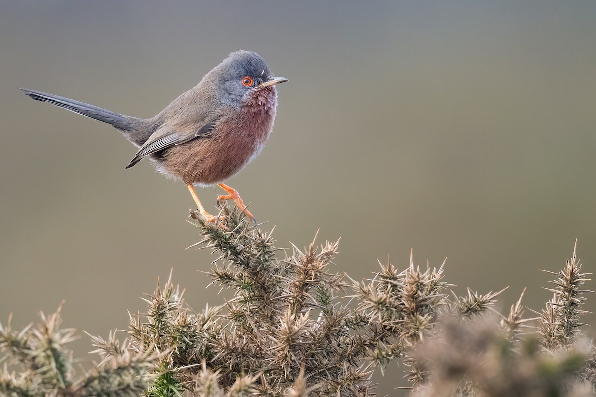 Dartford Warbler - Ben  Lucking