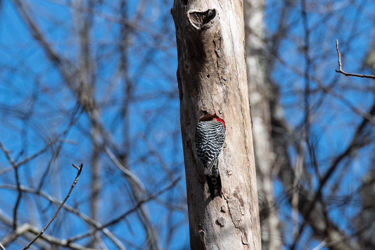 Red-bellied Woodpecker - James M Salinas