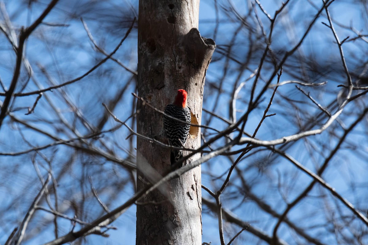 Red-bellied Woodpecker - James M Salinas