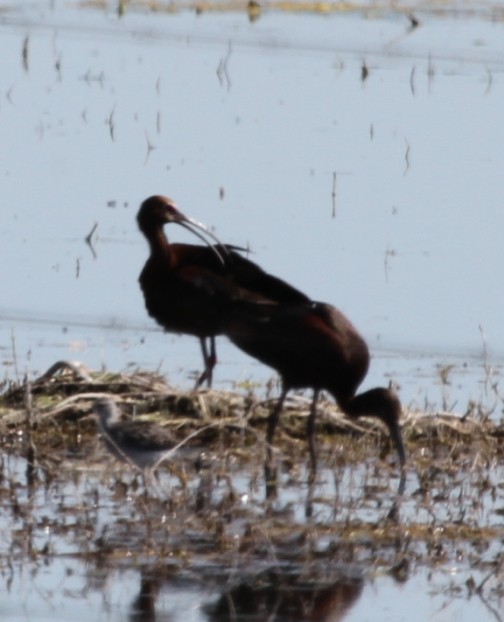 White-faced Ibis - Gale Diakuw