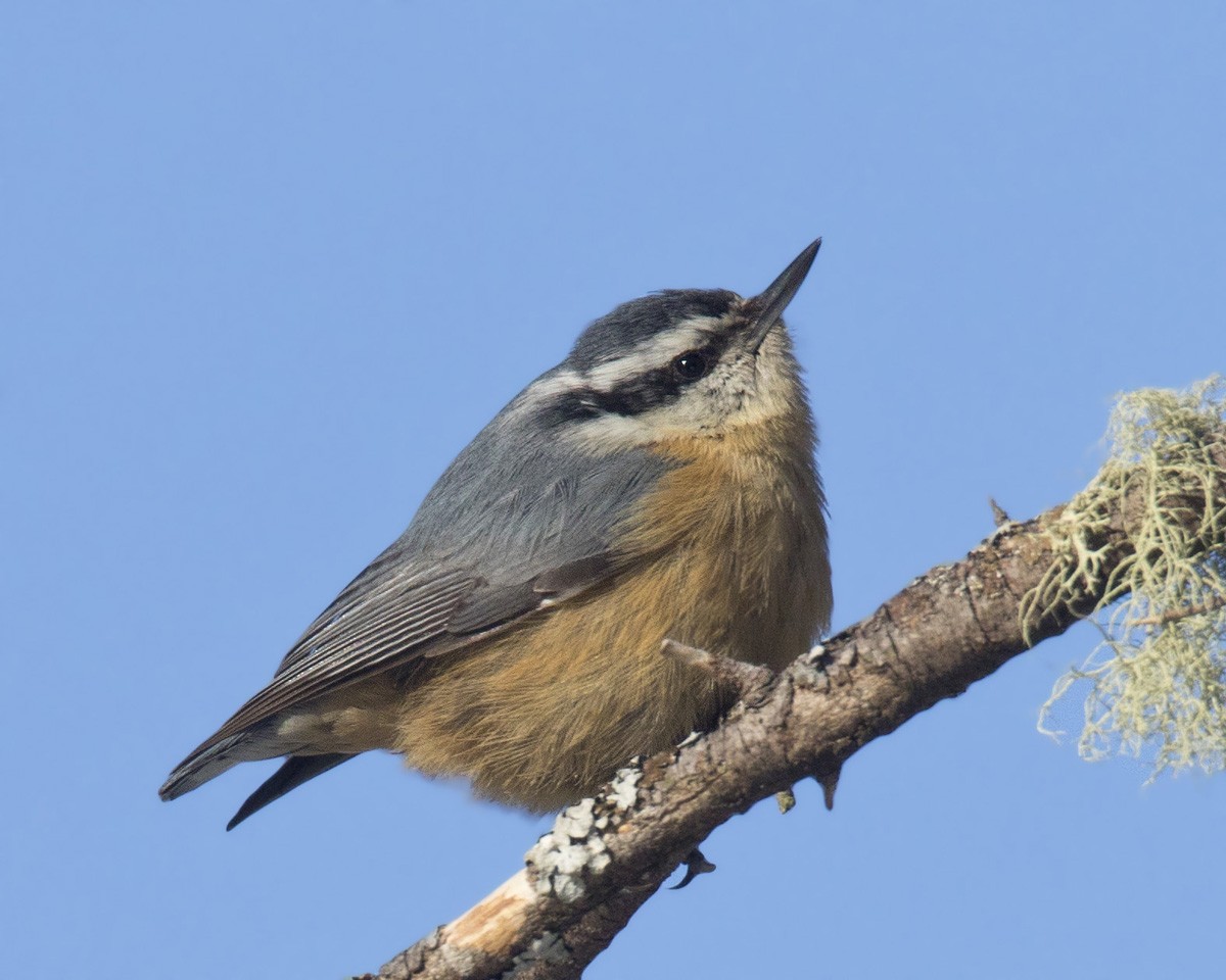 Red-breasted Nuthatch - pierre martin