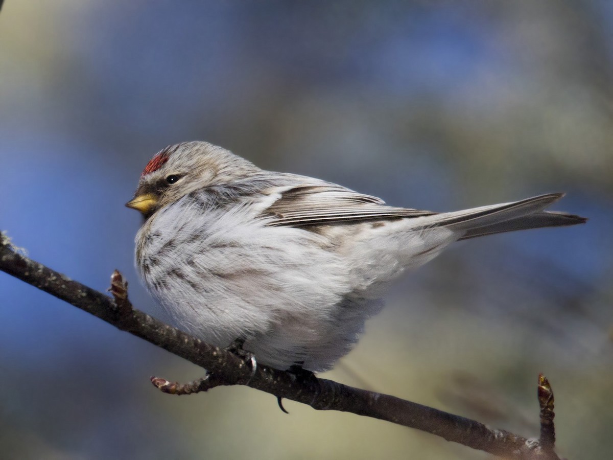 Redpoll (Hoary) - ML314562431