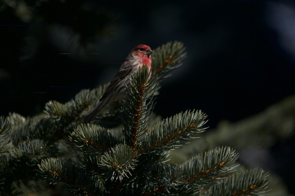 House Finch - ML314562511