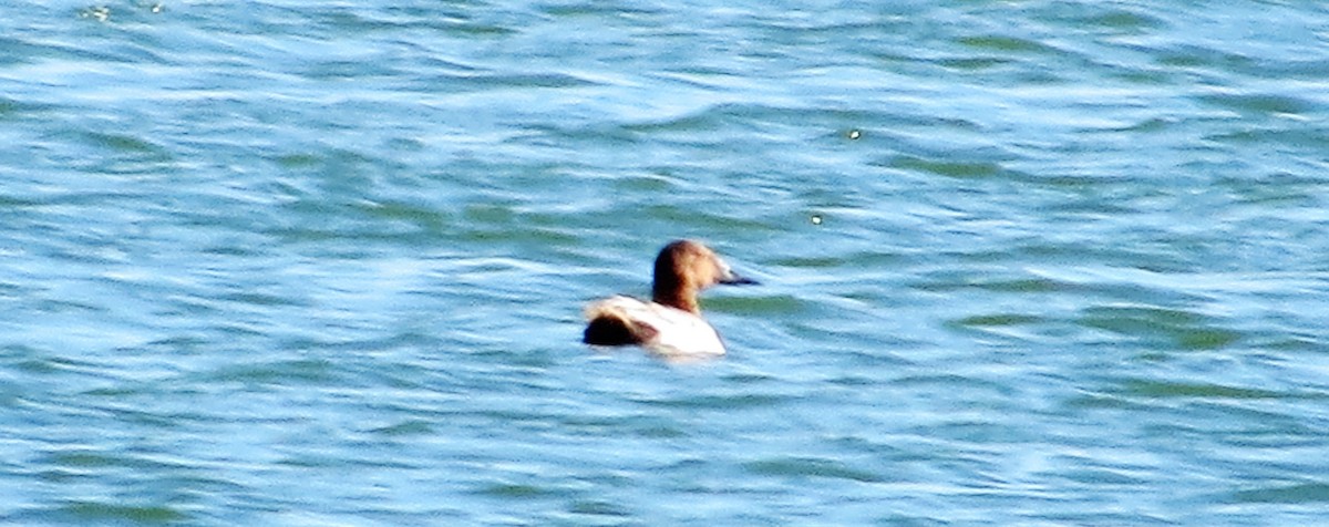 Canvasback - ML31456281
