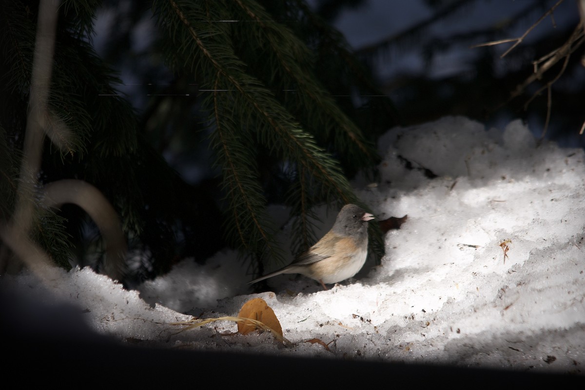 Junco Ojioscuro - ML314562871