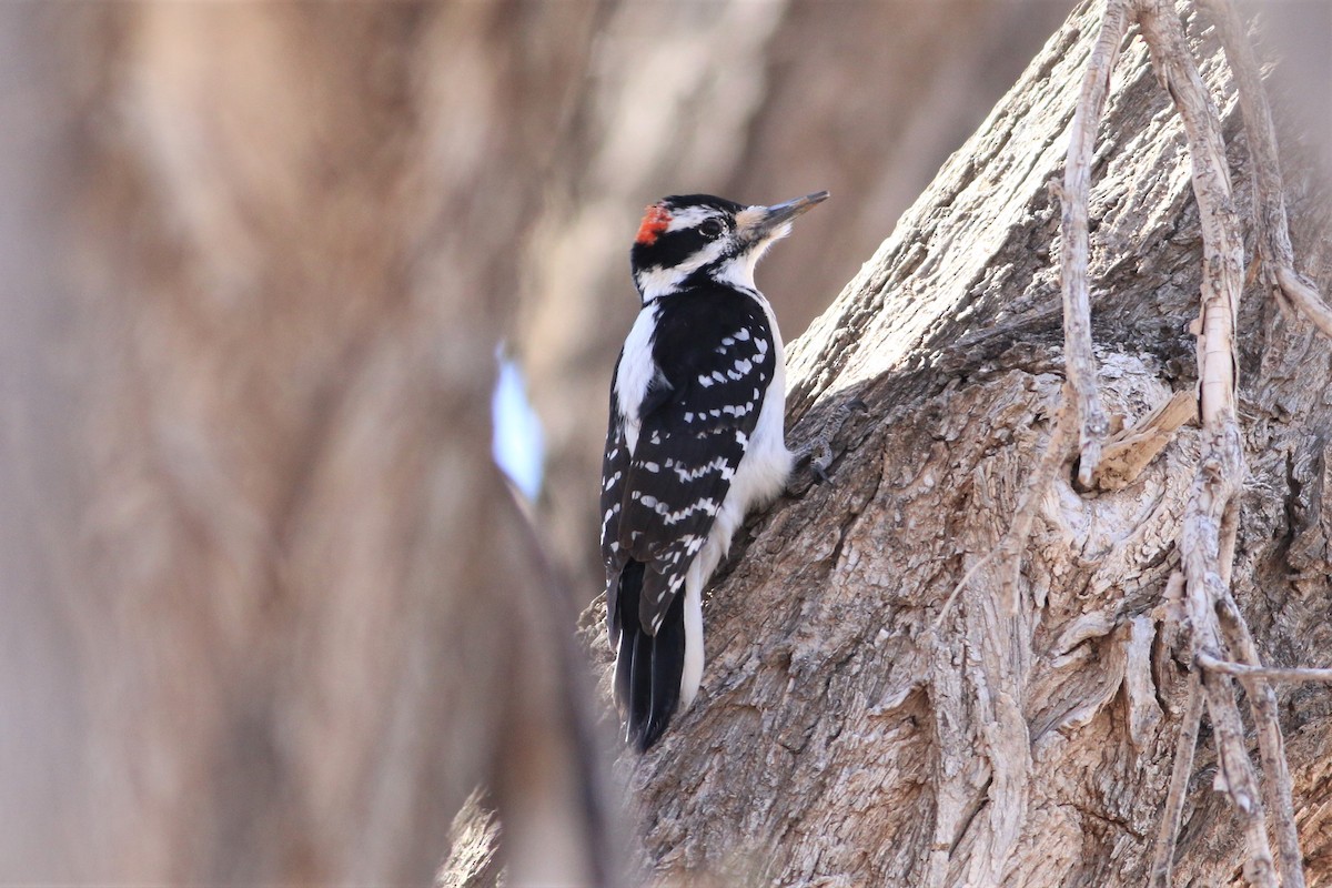 Hairy Woodpecker (Rocky Mts.) - ML314562911