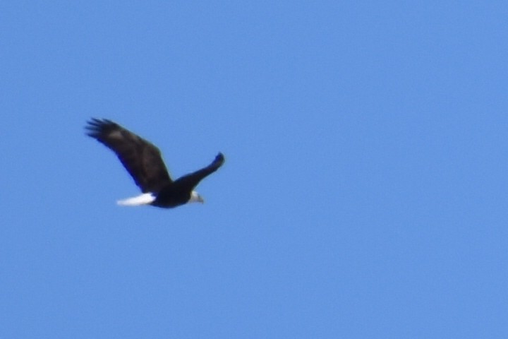 Bald Eagle - ML314565971