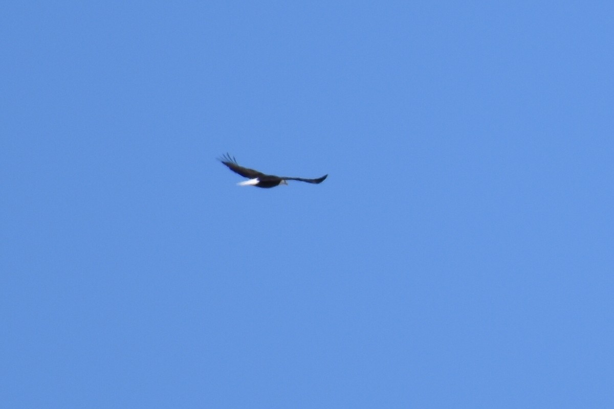 Bald Eagle - ML314566001