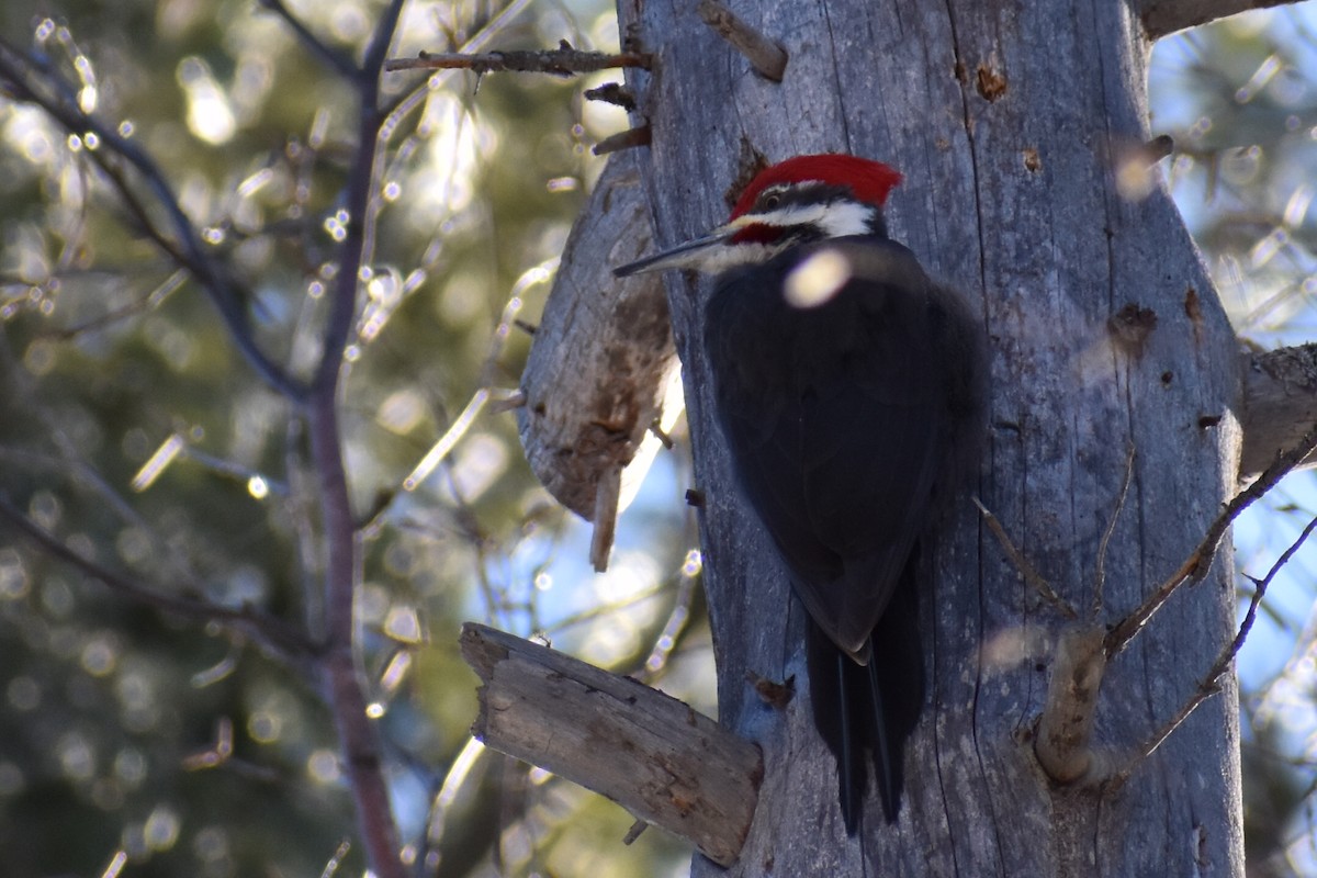 Pileated Woodpecker - ML314566271