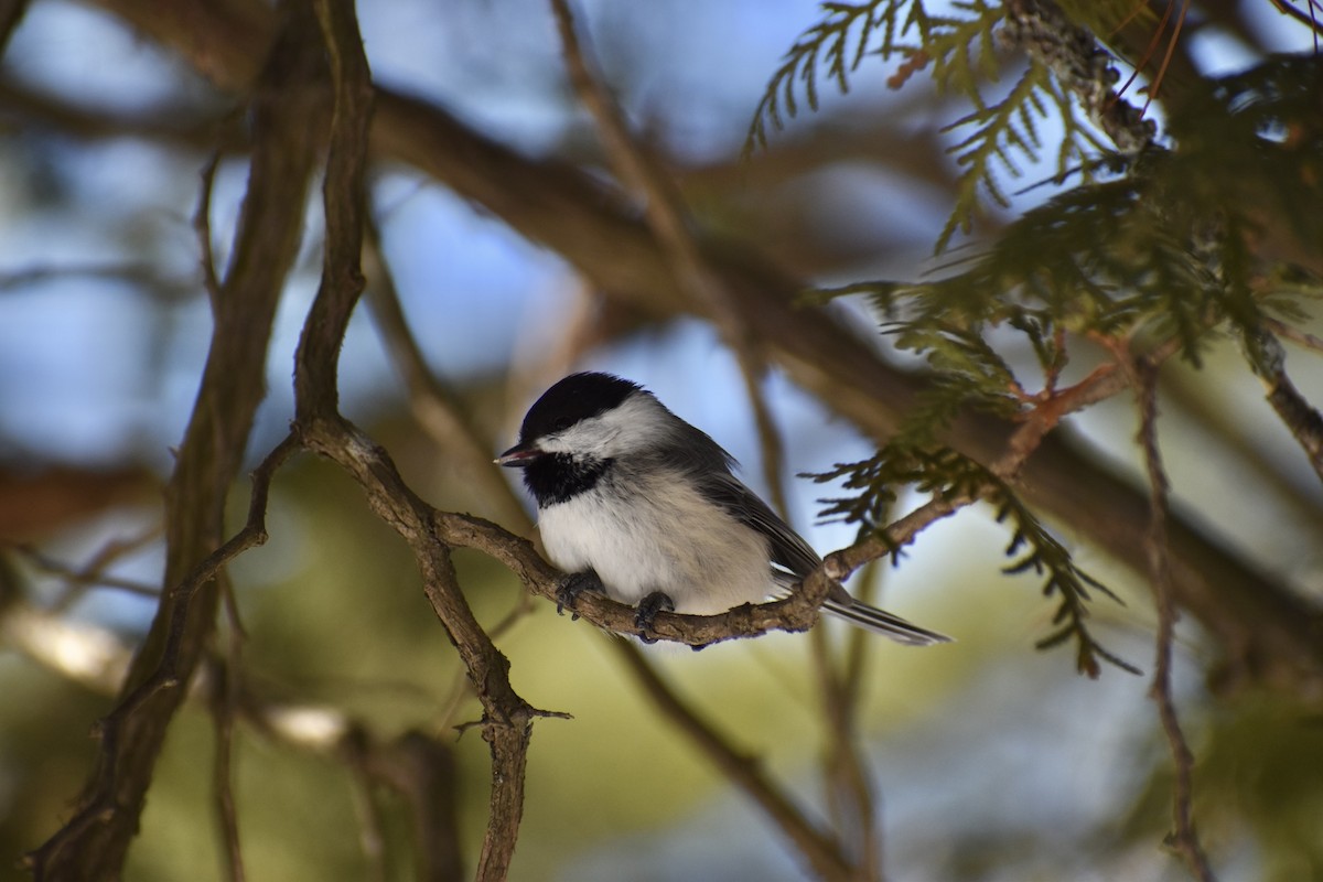 Black-capped Chickadee - ML314566281