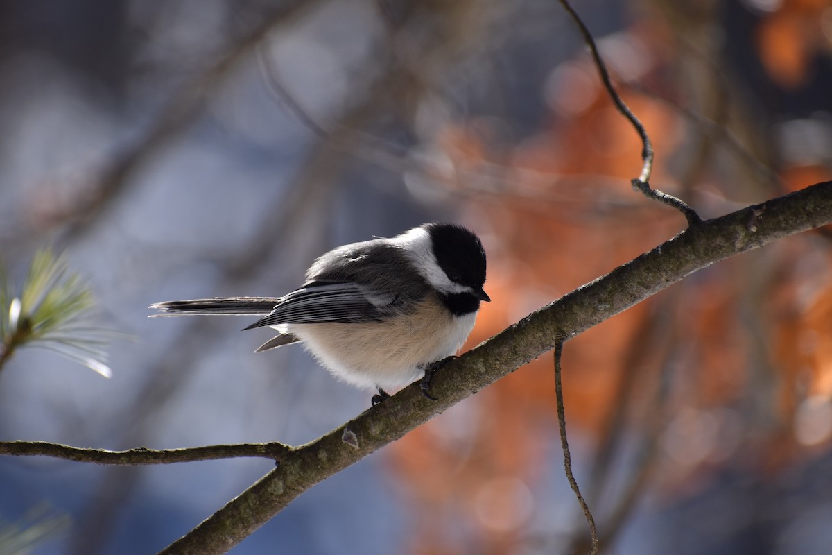 Black-capped Chickadee - ML314566371