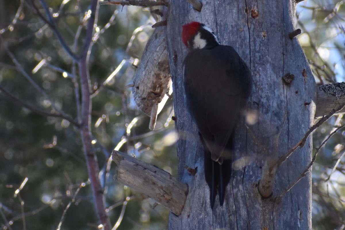 Pileated Woodpecker - ML314566481