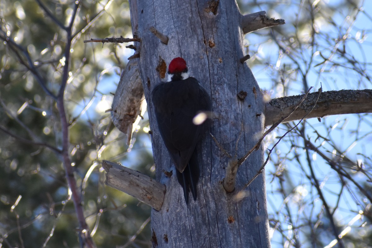 Pileated Woodpecker - ML314566491
