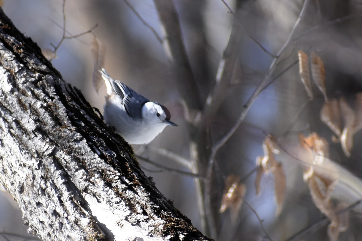 White-breasted Nuthatch - ML314566501