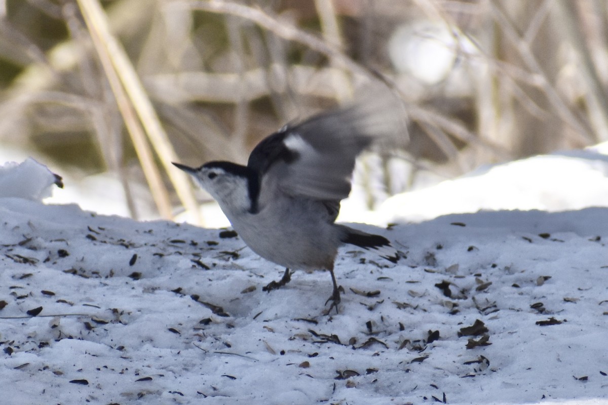 White-breasted Nuthatch - ML314566531