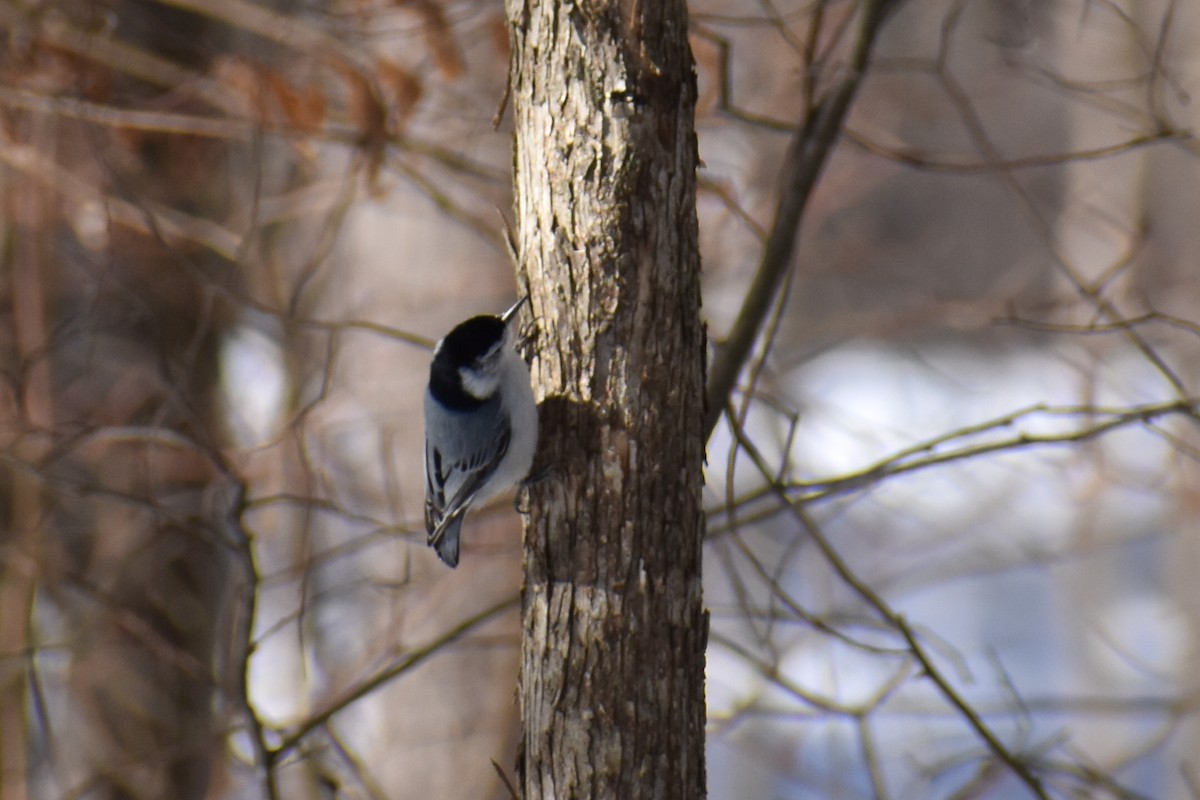White-breasted Nuthatch - ML314566631