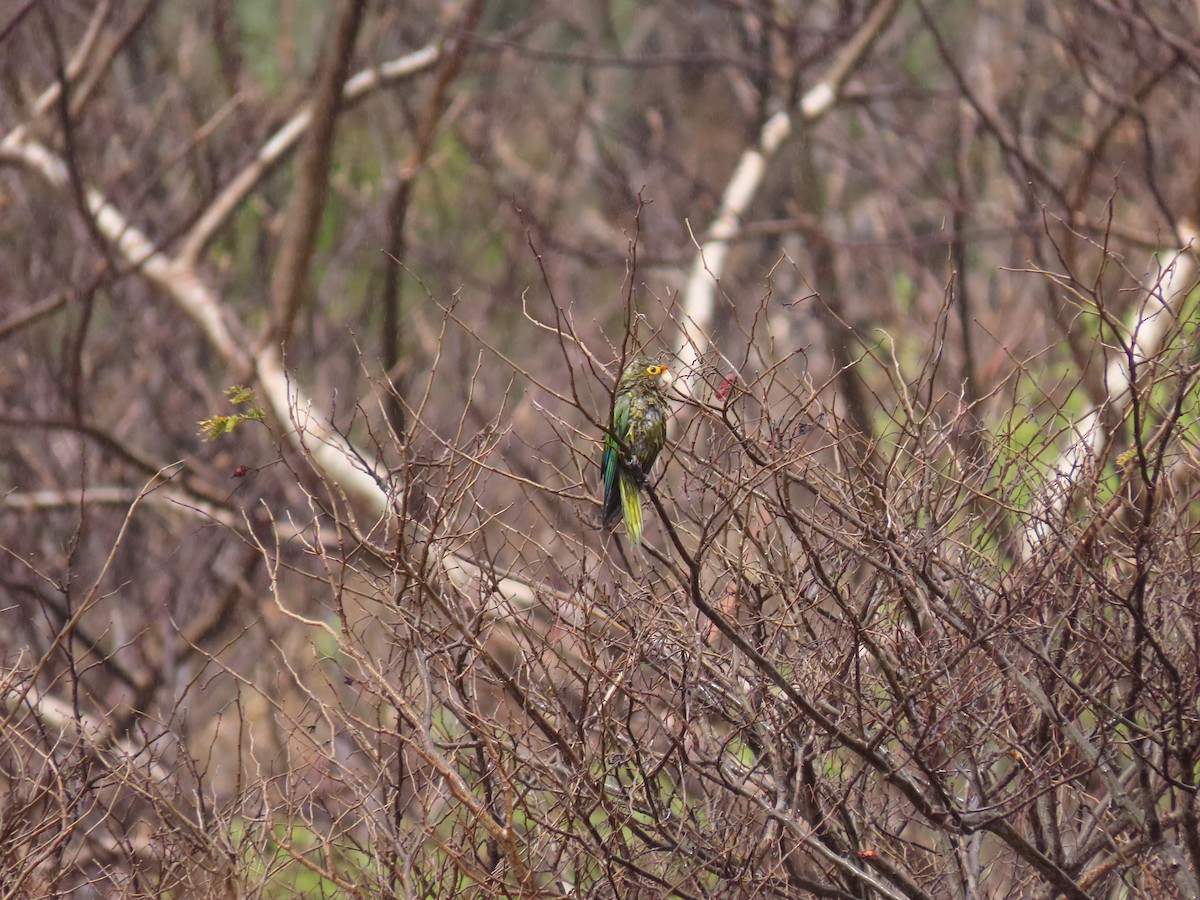 Aratinga Frentinaranja - ML314567101