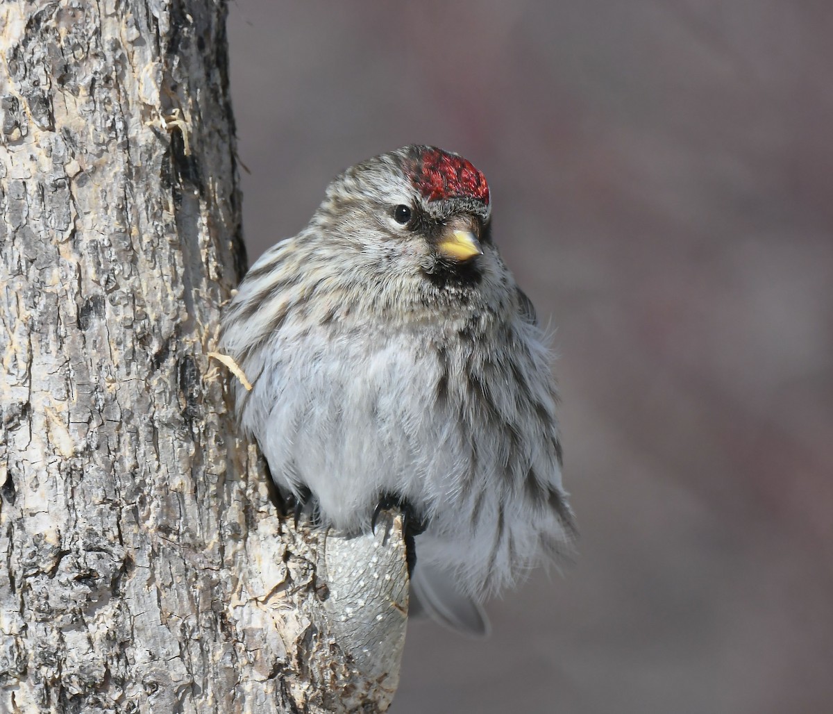 Common Redpoll - Pierre Casavant