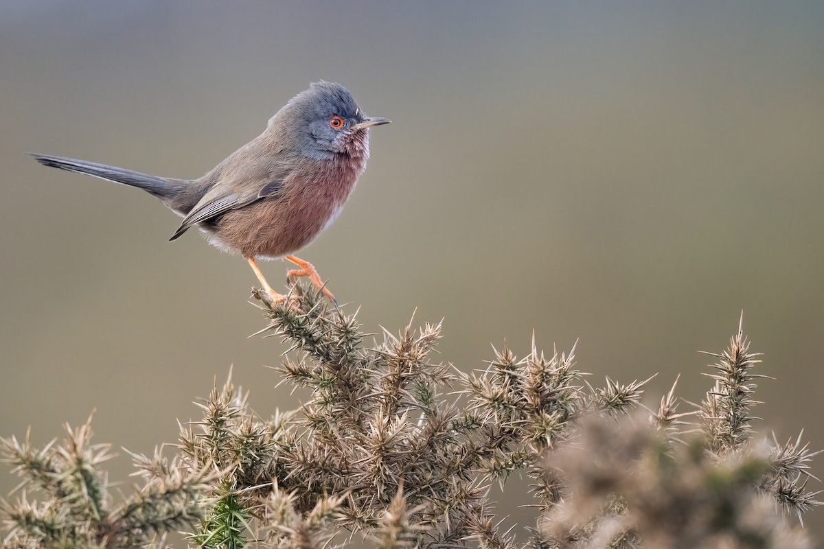 Dartford Warbler - Ben  Lucking