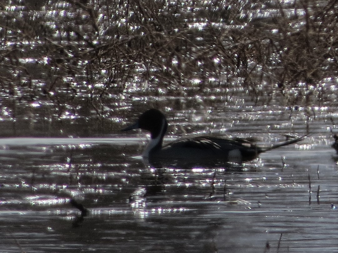 Northern Pintail - ML314568061