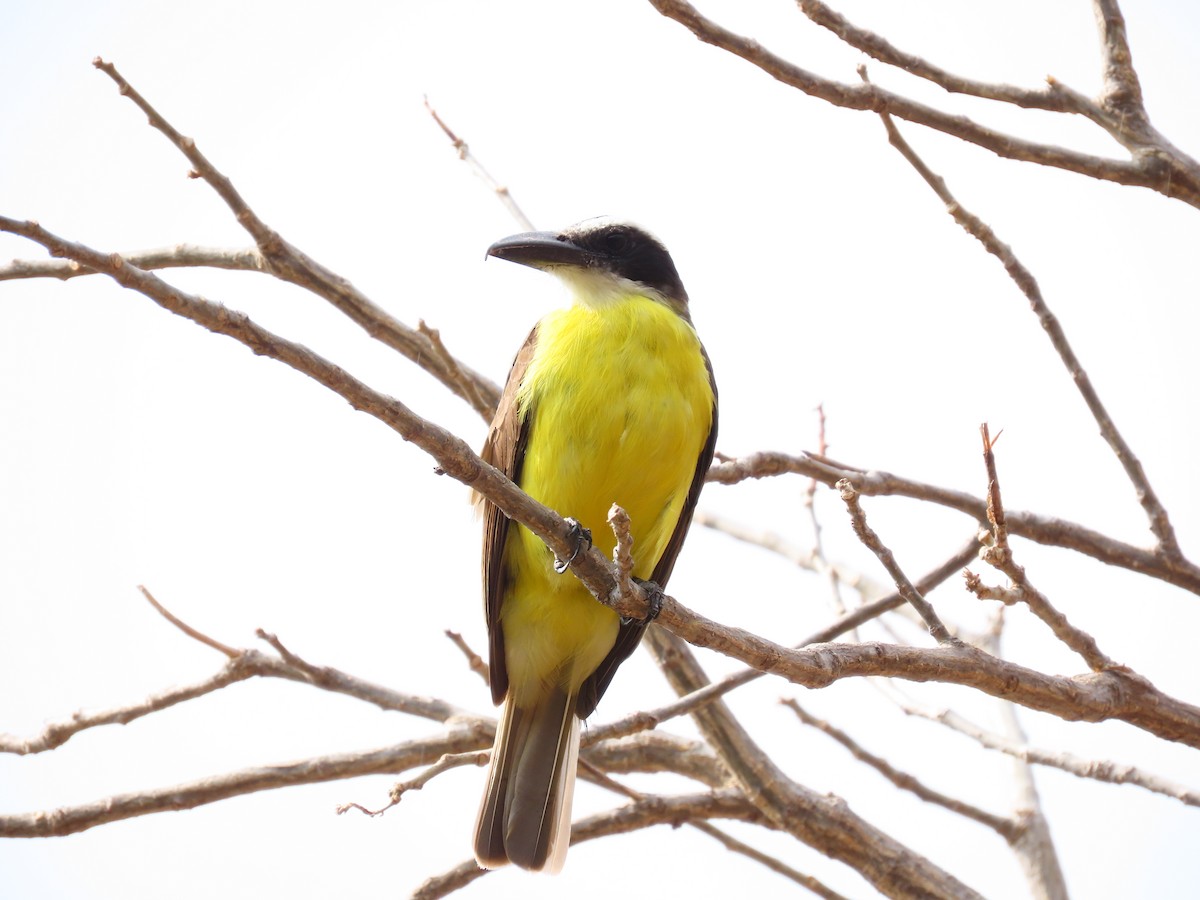 Boat-billed Flycatcher - ML314568681