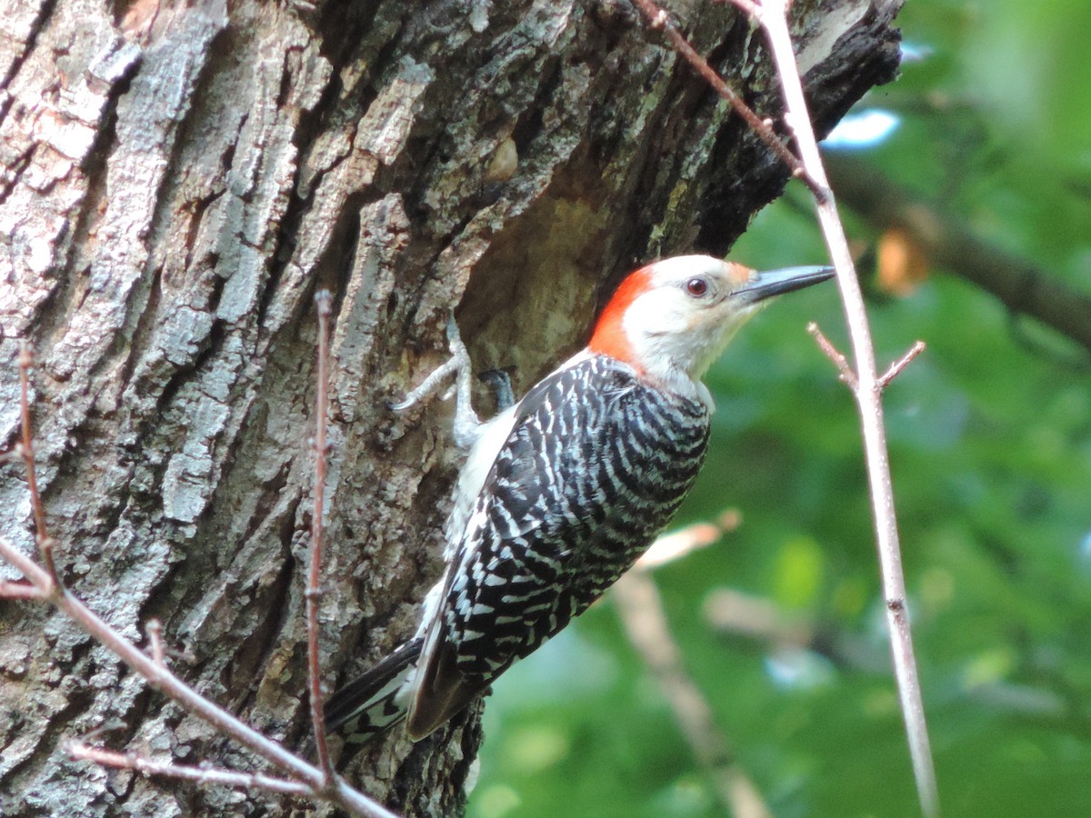 Red-bellied Woodpecker - ML31457101