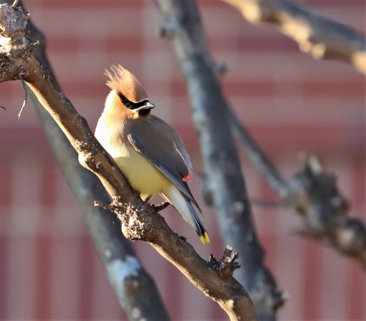 Cedar Waxwing - ML314571201