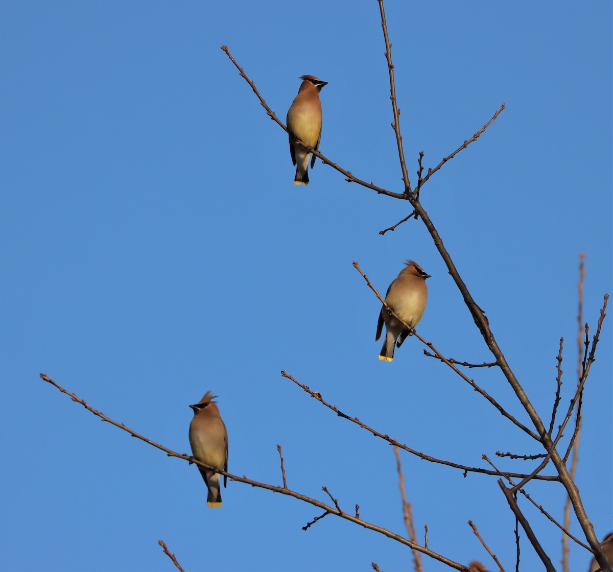Cedar Waxwing - ML314571291