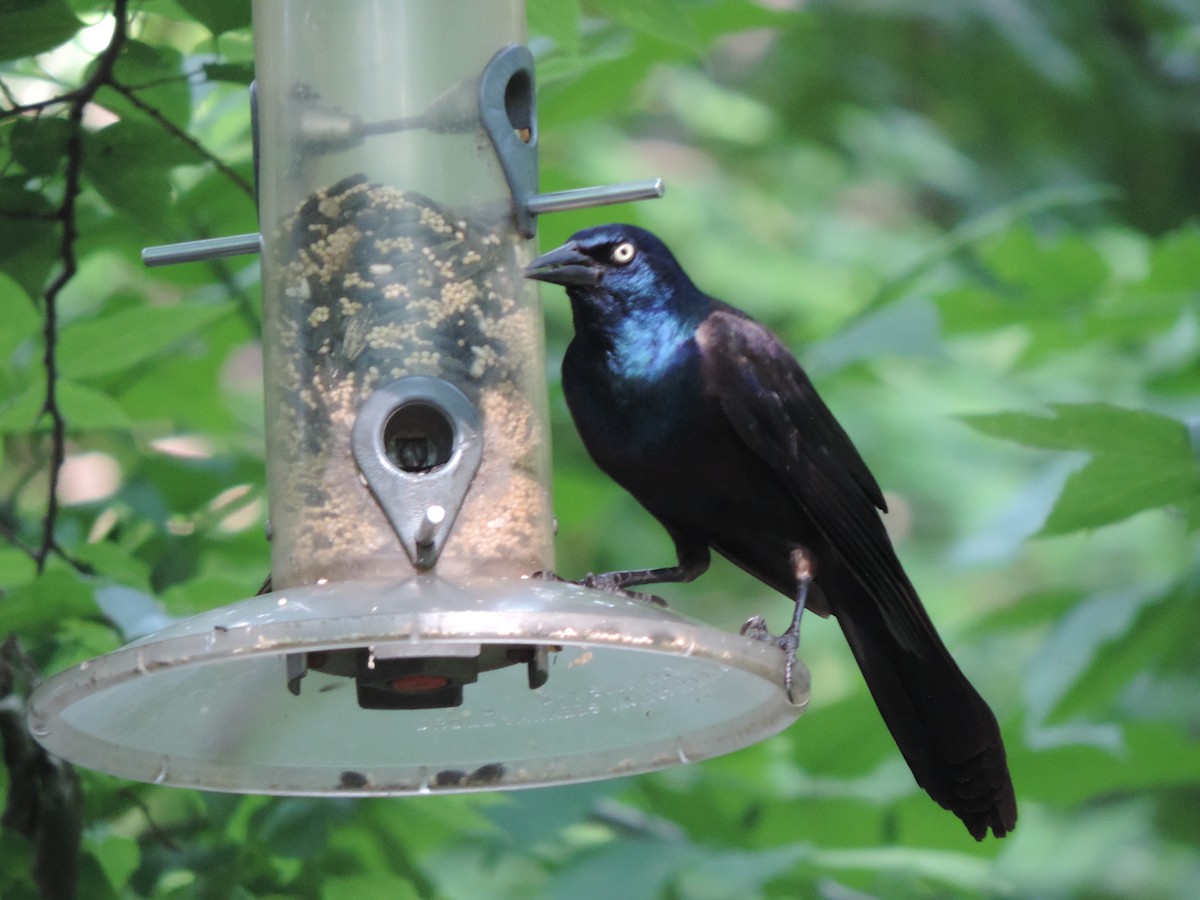 Common Grackle - Thierry Bara