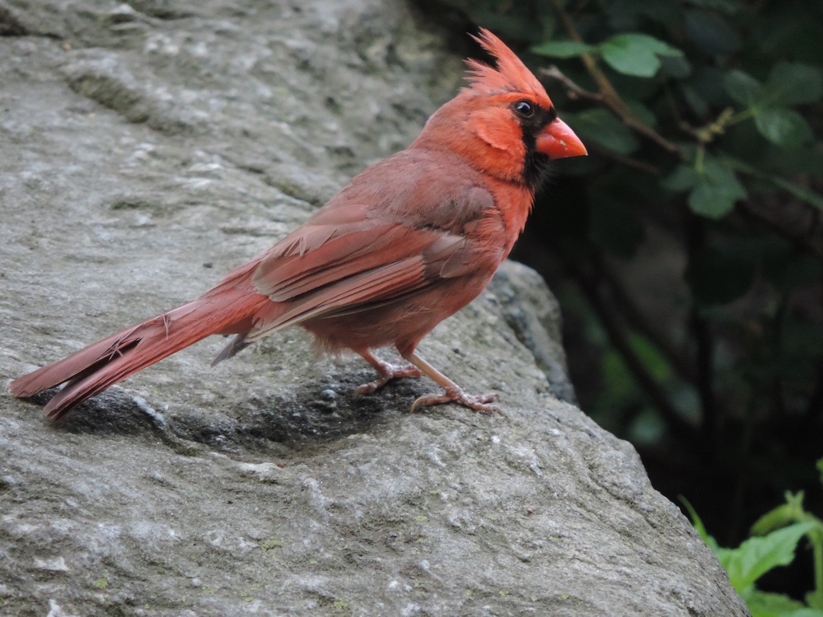 Cardinal rouge - ML31457141