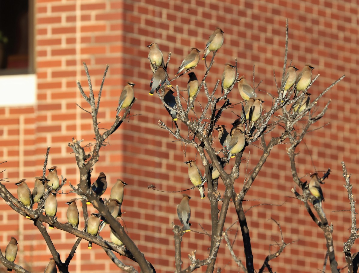 Cedar Waxwing - ML314571441