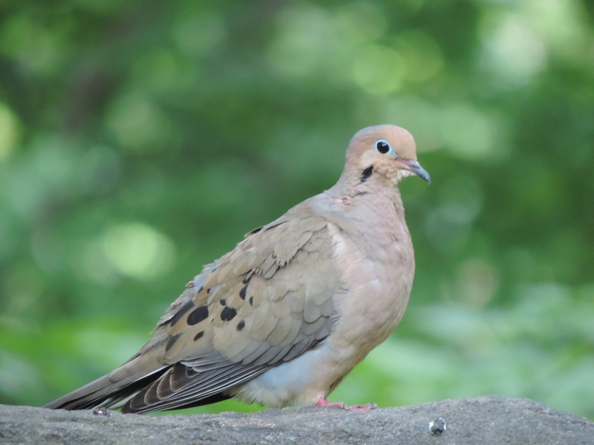 Mourning Dove - ML31457151