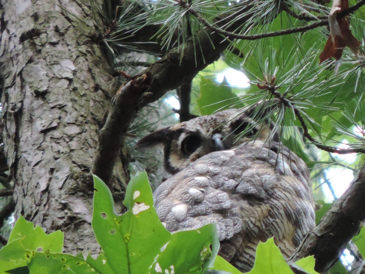 Great Horned Owl - ML31457161