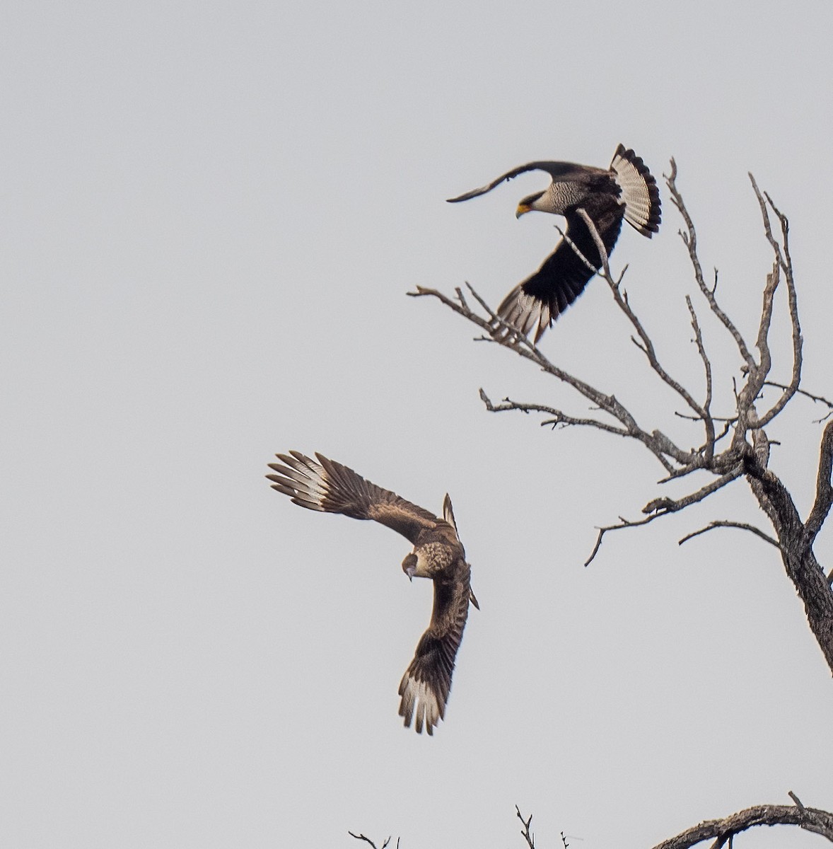 Crested Caracara (Northern) - ML314572021