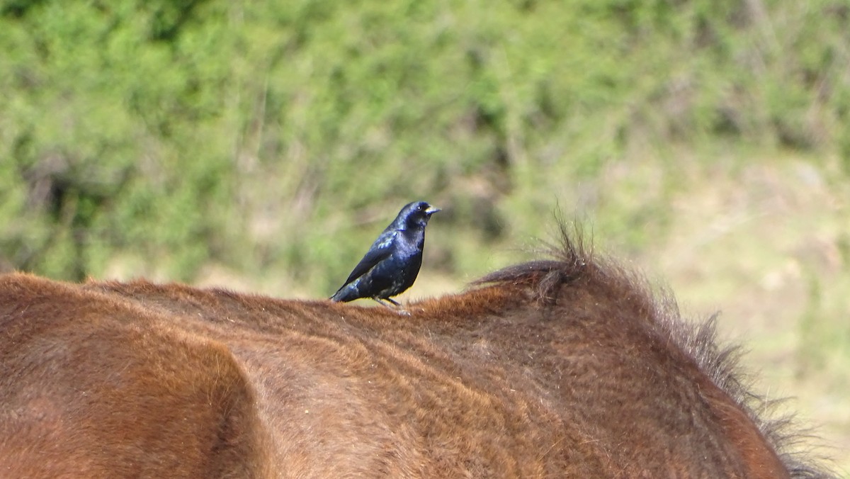 Shiny Cowbird - ML314575261