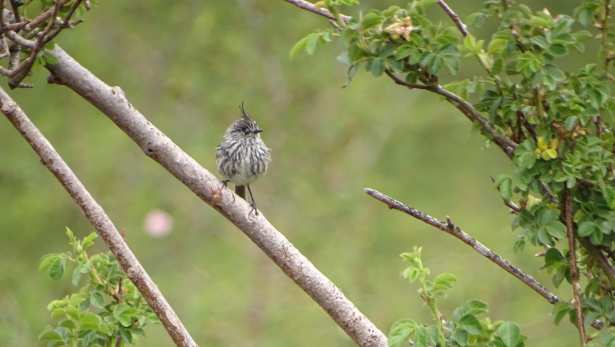 Tufted Tit-Tyrant - ML314576561