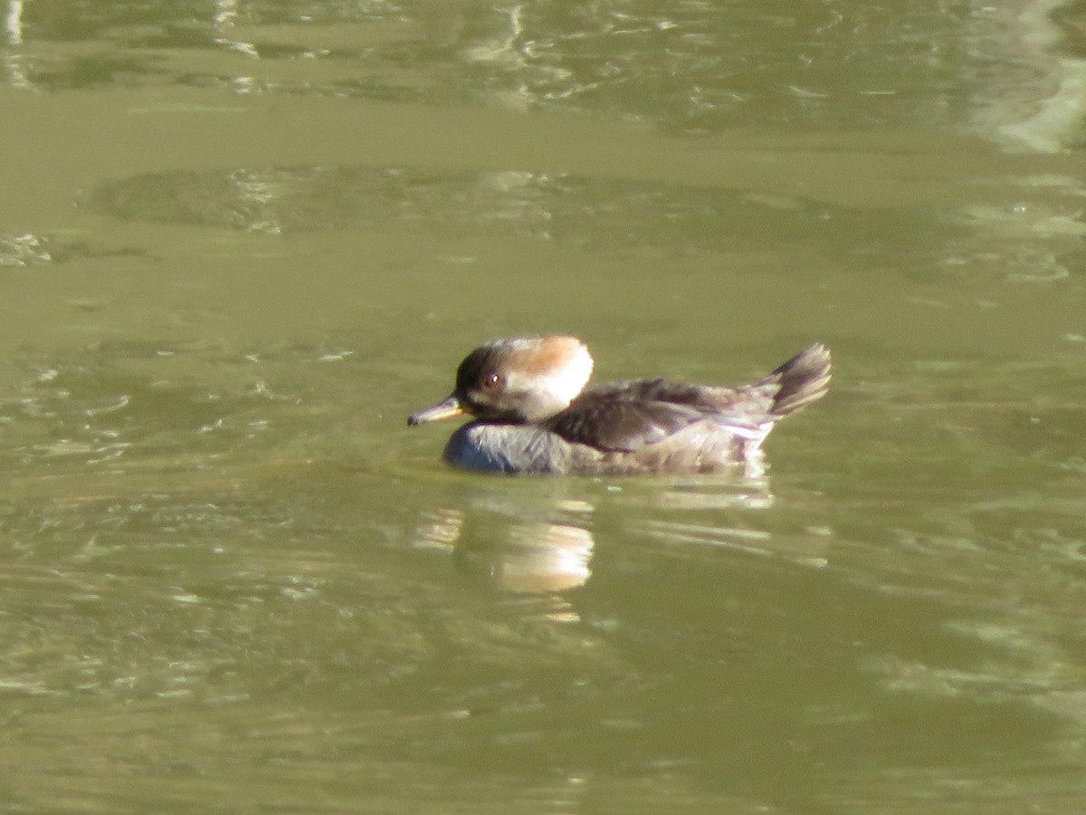 Hooded Merganser - ML314576841