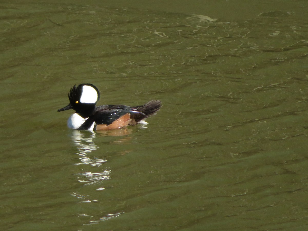 Hooded Merganser - ML314576871
