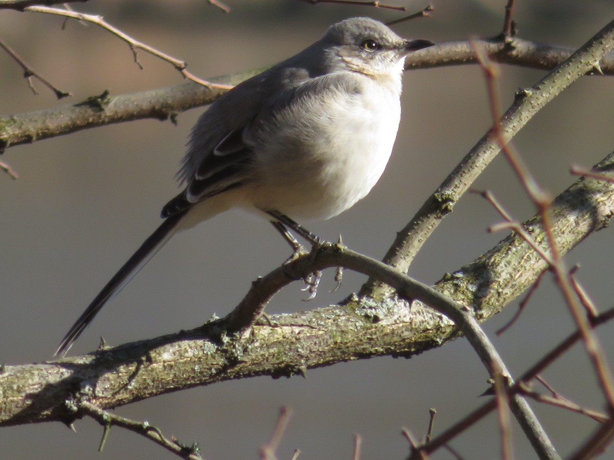 Northern Mockingbird - ML314577031