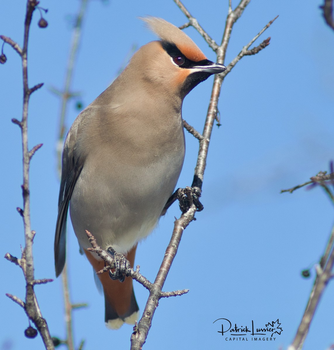 Bohemian Waxwing - ML314577501