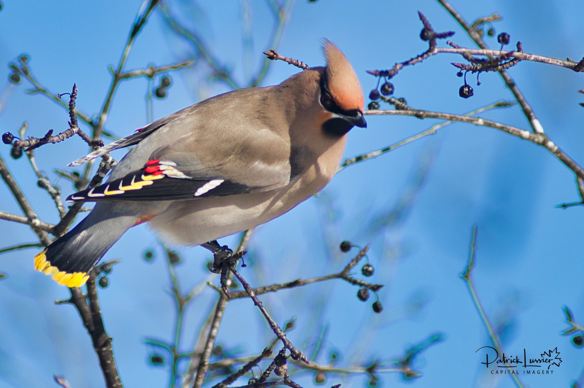 Bohemian Waxwing - ML314577551