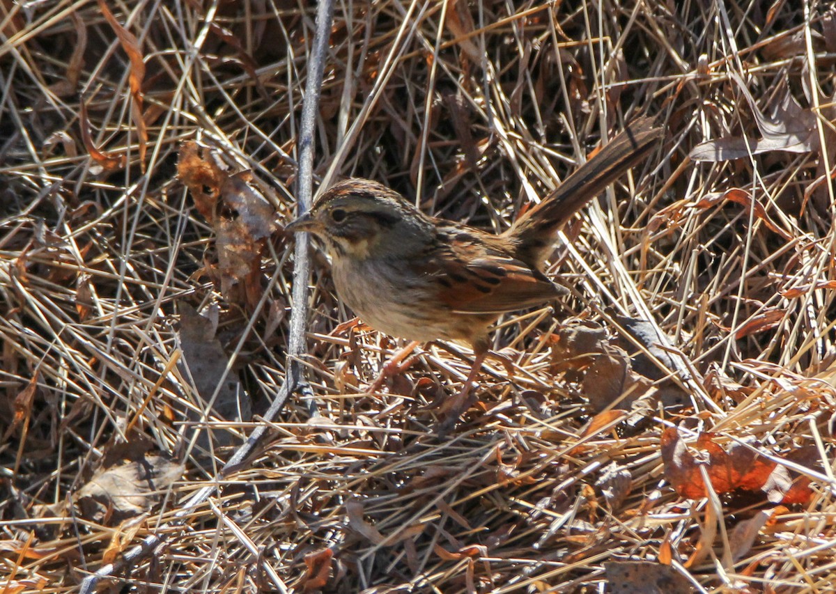 Swamp Sparrow - ML314577801