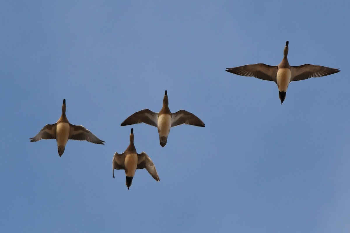 American Wigeon - ML314578191