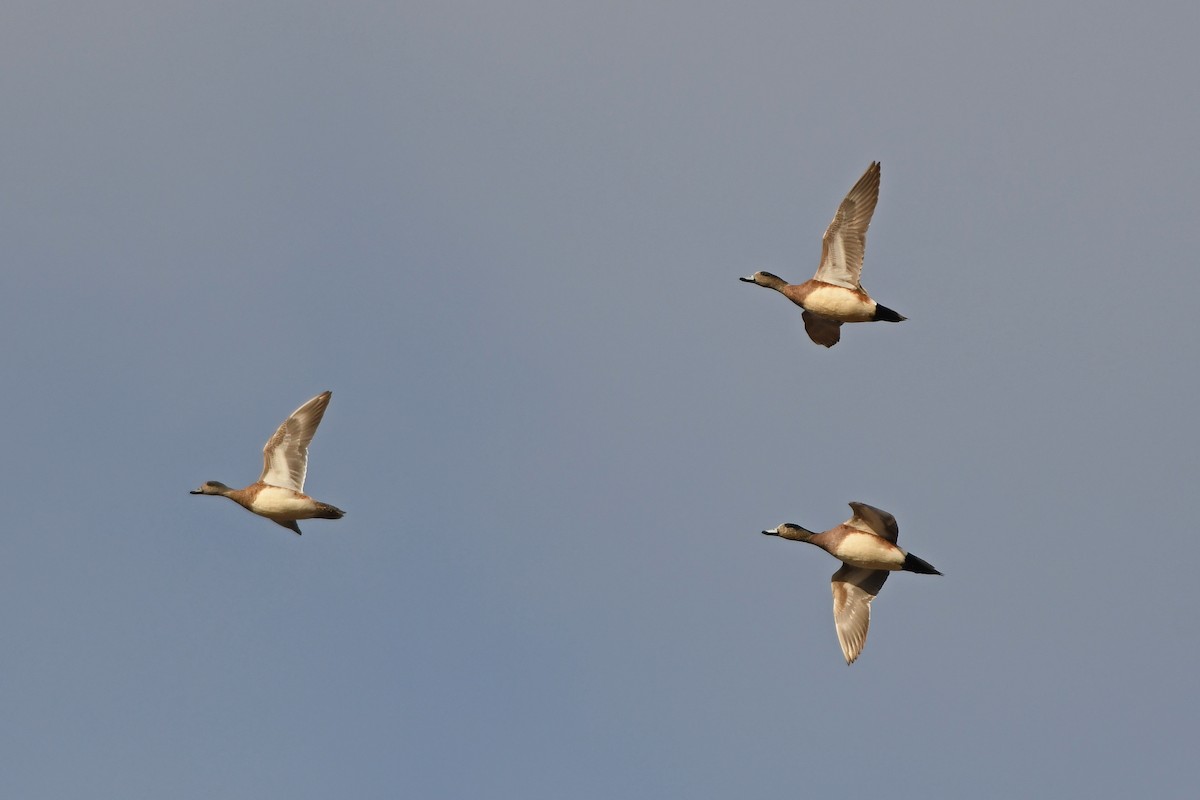 American Wigeon - ML314578281