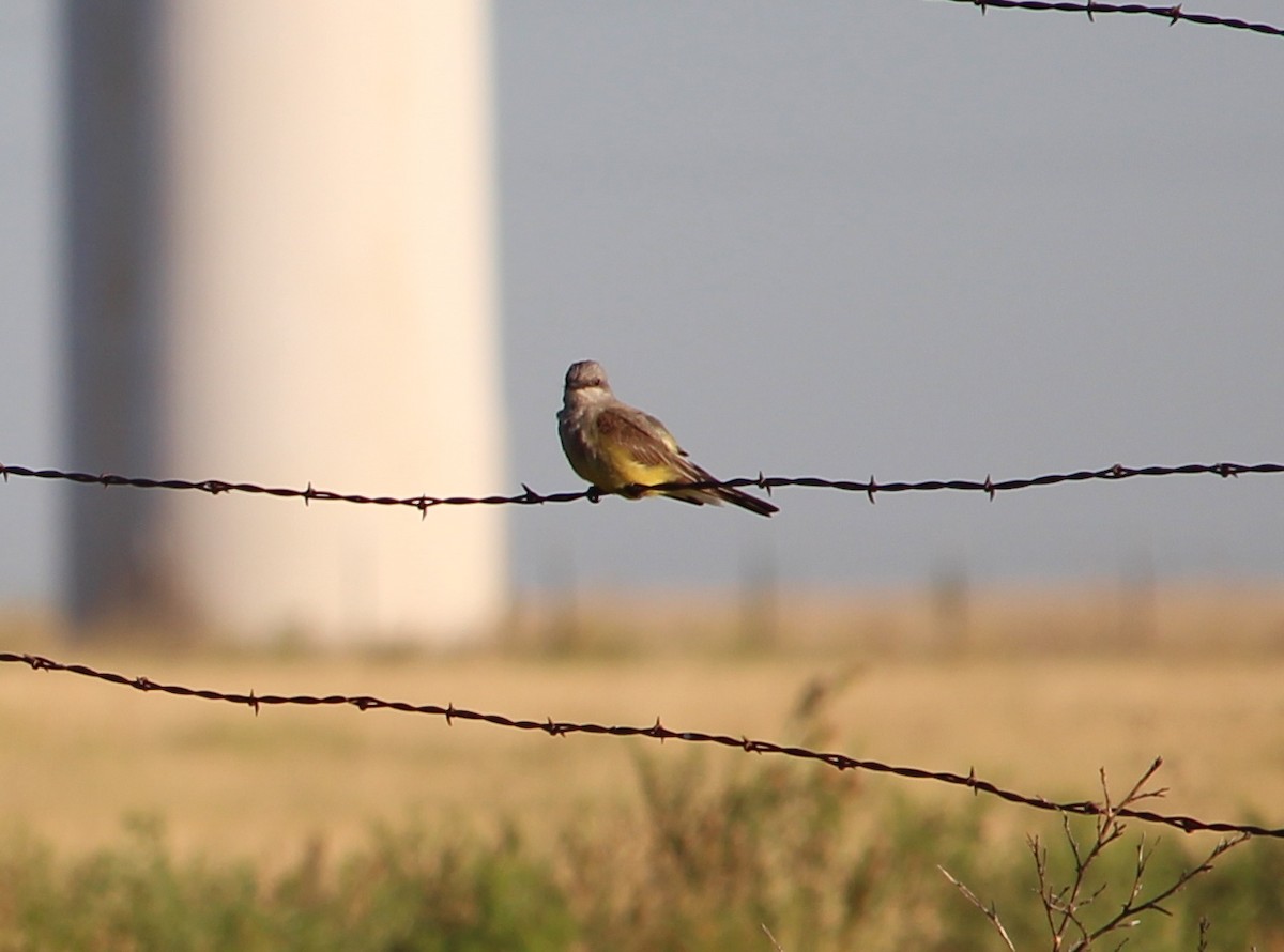 Western Kingbird - Jessie  Brantwein