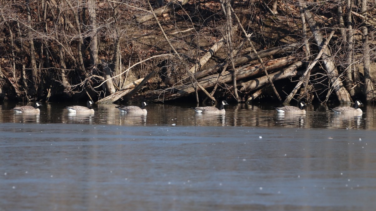 Cackling Goose - Nathan Hall